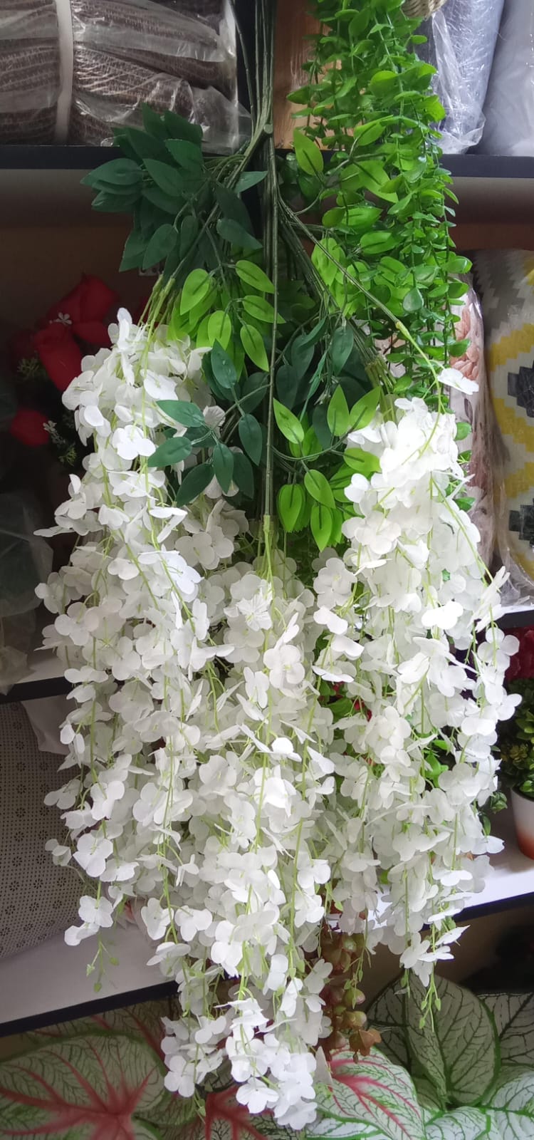 Cosmic-Choices-356376.jpeg Wisteria hangings flowers