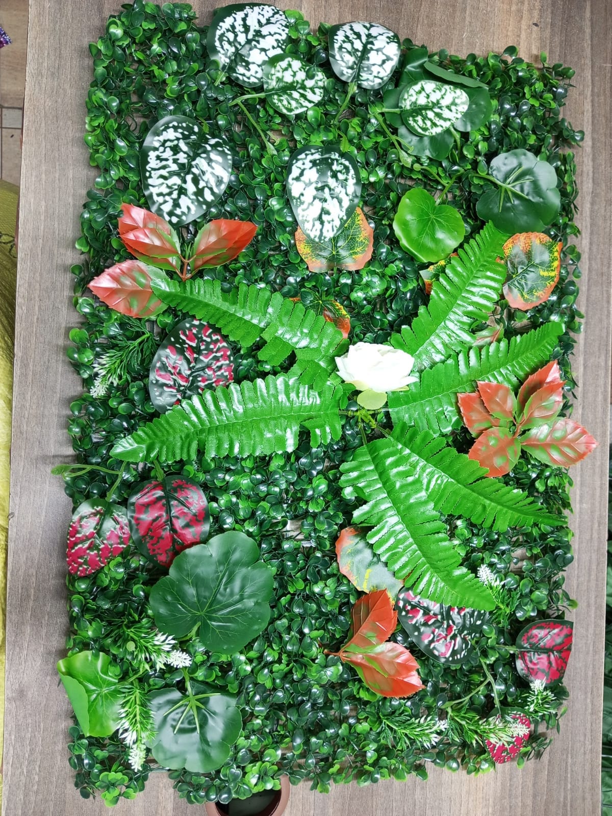 Cosmic-Choices-052079.jpeg Boxwood wall hedges 40CM*60CM